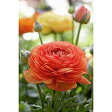 Butter Cups Ranunculus Double Tangerine Set of 25 Bulbs