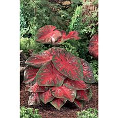 Caladiums Fancy Leaf Red Flash Set of 6 Bulbs