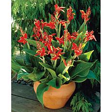 Cannas Giant Lucifer Set of 6 Bulbs