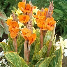 Cannas Pretoria Set of 5 Bulbs