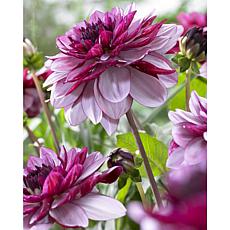 Dahlias Crème de Cassis Set of 5 Bulbs