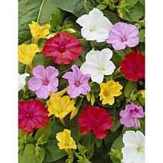 Four O Clock's Mirabilis Jalapa Mixed Set of 9 Bulbs