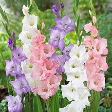 Gladiolus Best Pastel Blend Set of 25 Bulbs