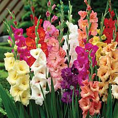 Gladiolus Large Flowering Rainbow Mixed Set of 12 Bulbs