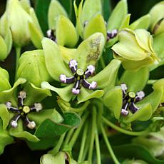 Green Beauty  Asclepias "Support The Monarchs" - Set of 3 Roots