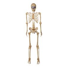 Harvest Lane 5' LED Poseable Skeleton