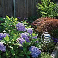Hydrangea Nikko Blue 4" Potted Rocketliners®