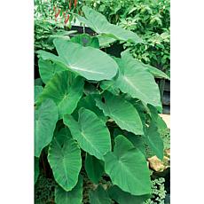 Jumbo Elephant Ears Set of 6 Bulbs