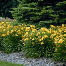 Leaf & Petal 10-Piece Stella D'Oro Daylilies