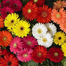Leaf and Petal 2-Piece Mega Revolution Gerber Daisies