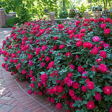 Leaf & Petal 3-Piece Double Red Knock Out Roses