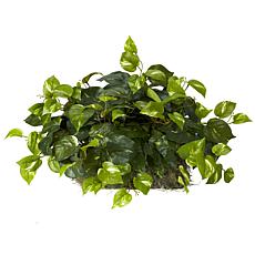 Pothos Set on Foam Sheet Silk Plant