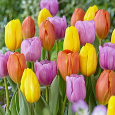 Tulips Pastel Parade Blend Set of 15 Bulbs
