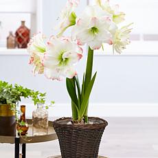Van Zyverden Amaryllis Amadeus Candy Kit With 6.5" Rattan Basket