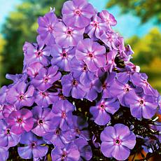 Van Zyverden Blue Boy Tall Phlox Paniculata - Set of 5 Roots