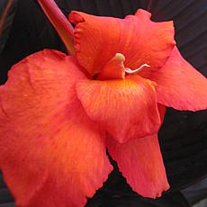 Van Zyverden Cannas Tropicanna® Black Set of 3 Bulbs