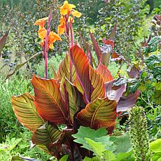 Van Zyverden Cannas Tropicanna® Set of 9 Bulbs