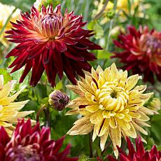 Van Zyverden Dahlias Fringed Star Set of 5 Bulbs