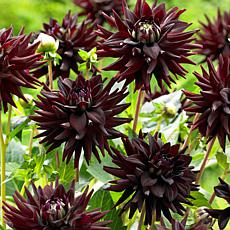 Van Zyverden Dahlias Tamburo 5-piece Bulb Set