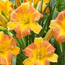 Van Zyverden Daylilies Punch Yellow - Set of 3 Roots