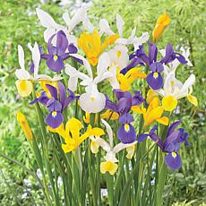 Van Zyverden Dutch Iris Mixed, Set of 75 Bulbs