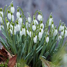 Van Zyverden Galanthus Snowdrops Set of 5 Bulbs