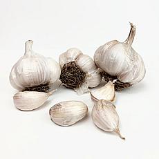 Van Zyverden Garlic Softneck Asiatic Spring Violet Set of 3 Bulbs