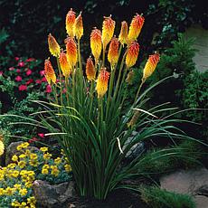 Van Zyverden Kniphofia Red Hot Poker 1 Root