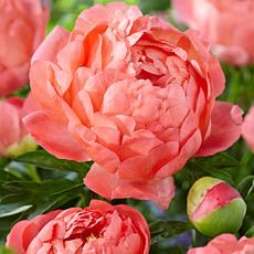 Van Zyverden Peonies Coral Sunset Set of 3 Roots