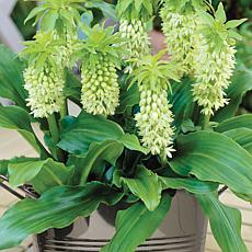 Van Zyverden Pineapple Lily w/ Stainless Planter, Soil & Growers Pot