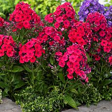 Van Zyverden Red Riding Hood Tall Phlox Paniculata - Set of 5 Roots