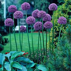 VanZyverden Allium Giant Gladiator 6-piece Bulb Set