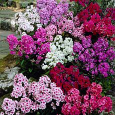 VanZyverden Tall Phlox Mixed Roots 12-Pack