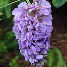 Wisteria Amethyst Falls 4" Potted Rocketliners® - Set of 3