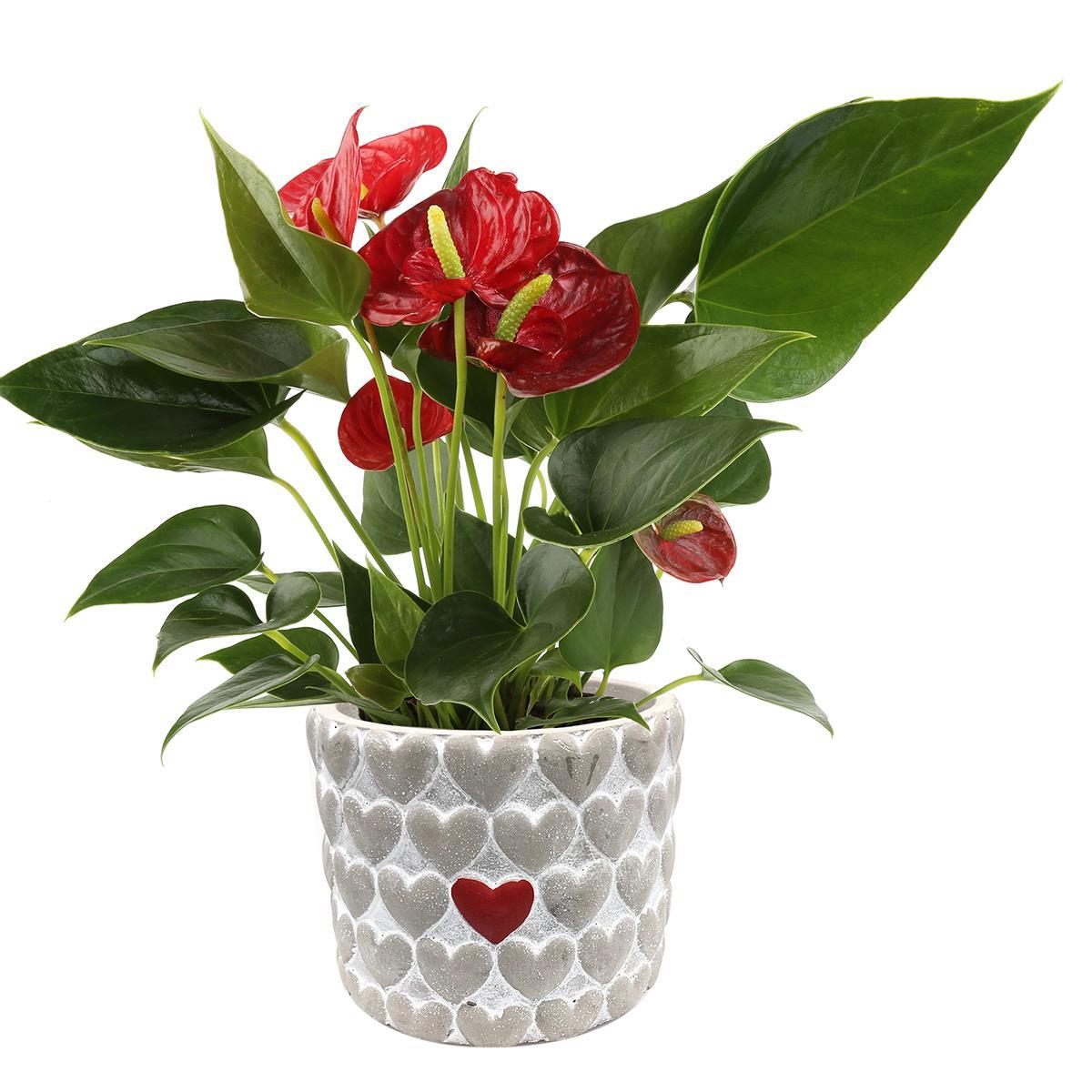 Costa Farms Live 12" Tall Anthurium Indoor Plant In Décor - 20794232 | HSN