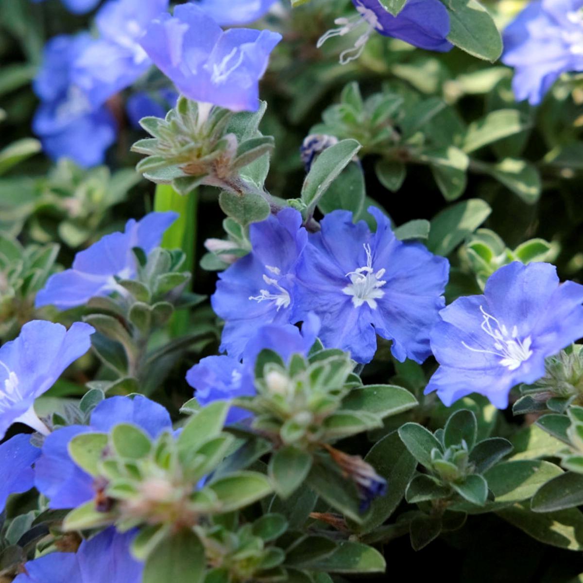 Leaf & Petal 3Piece Beach Bum Dwarf Morning Glory 20742389 HSN