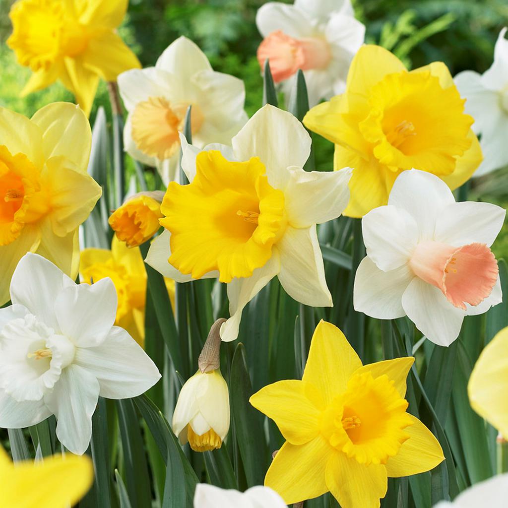 Daffodils Naturalizing Dream Mixture Set of 25 Bulbs 8839472 HSN