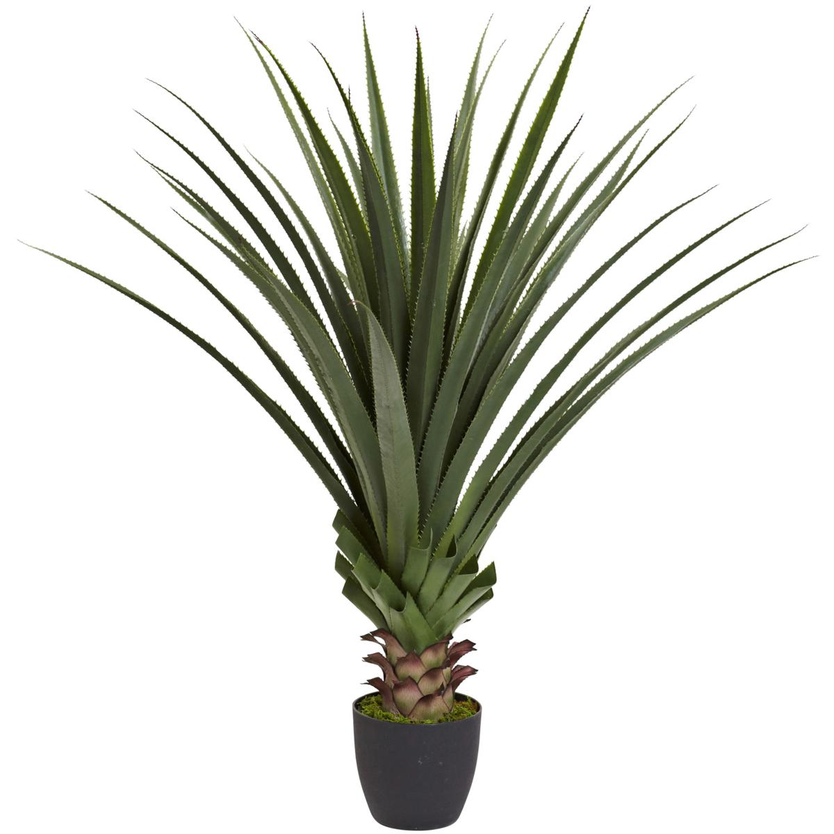 4 Ft. Spiked Agave Plant