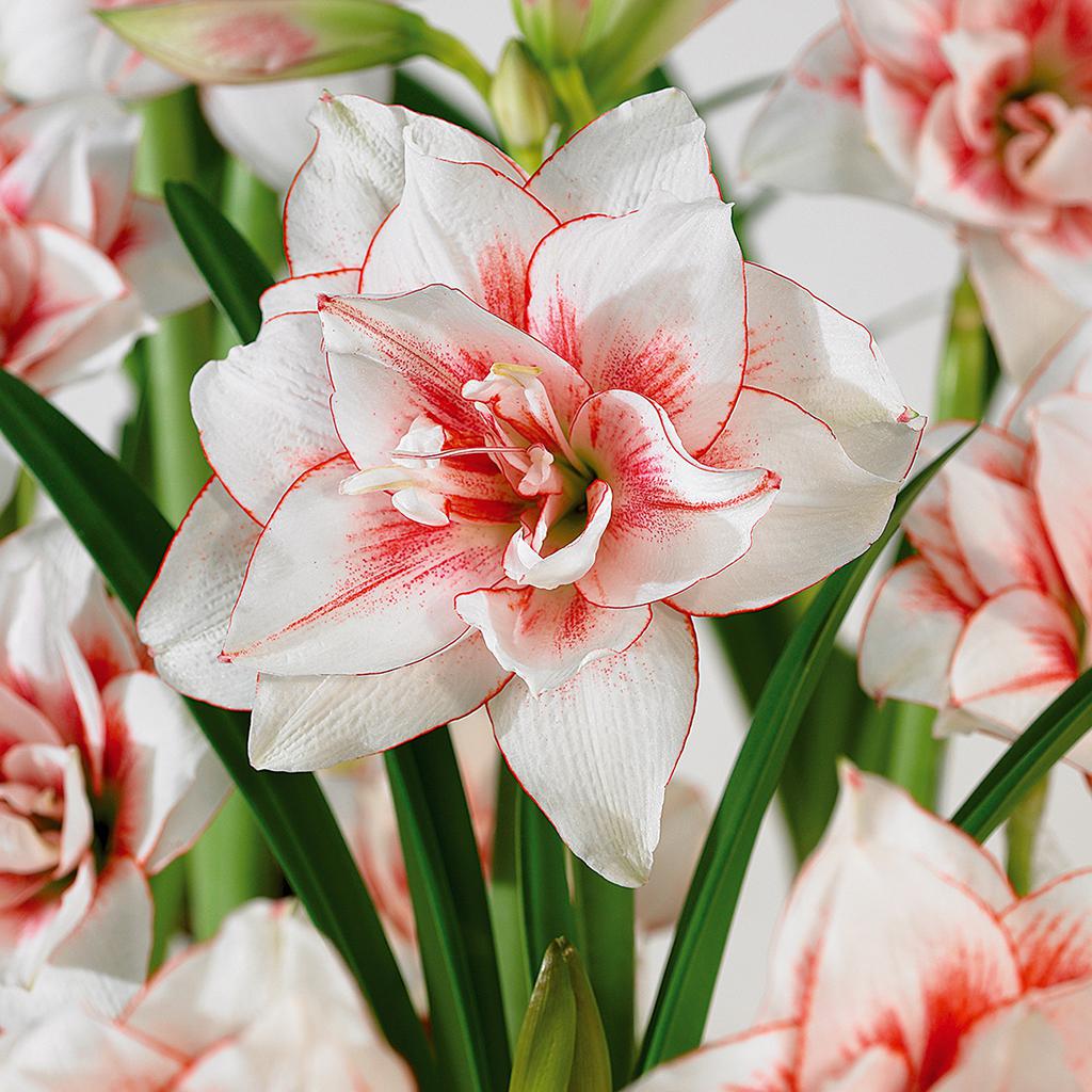 Amaryllis Garden Planter delivered in Lexington, KY