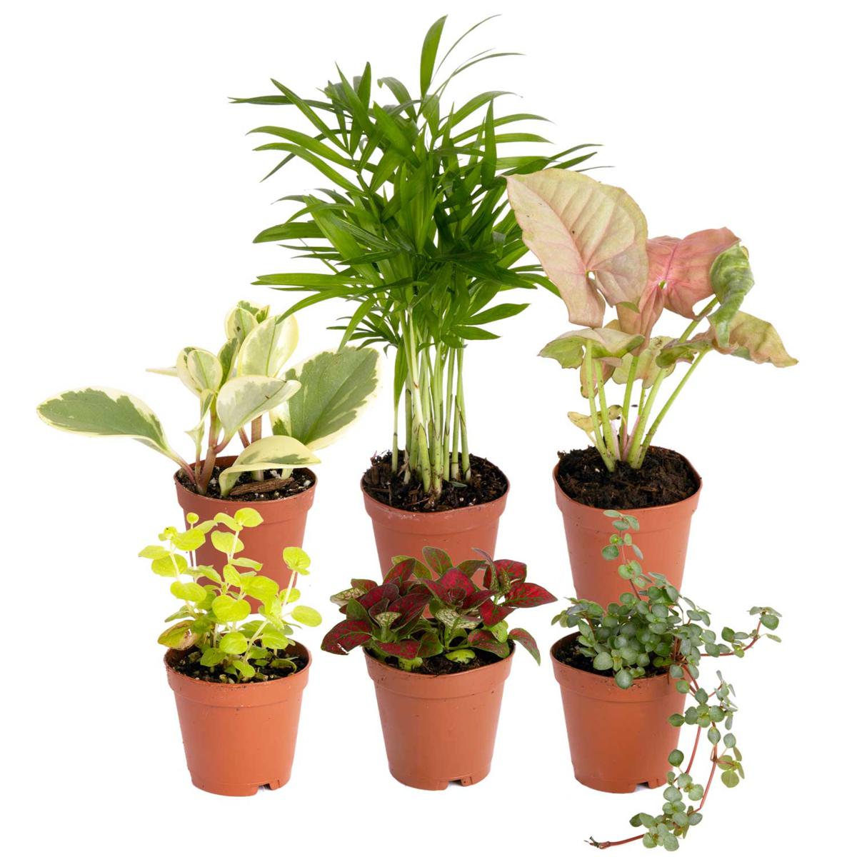 Costa Farms Indoor 6-pk Mini Assorted Foliage Plants in 2