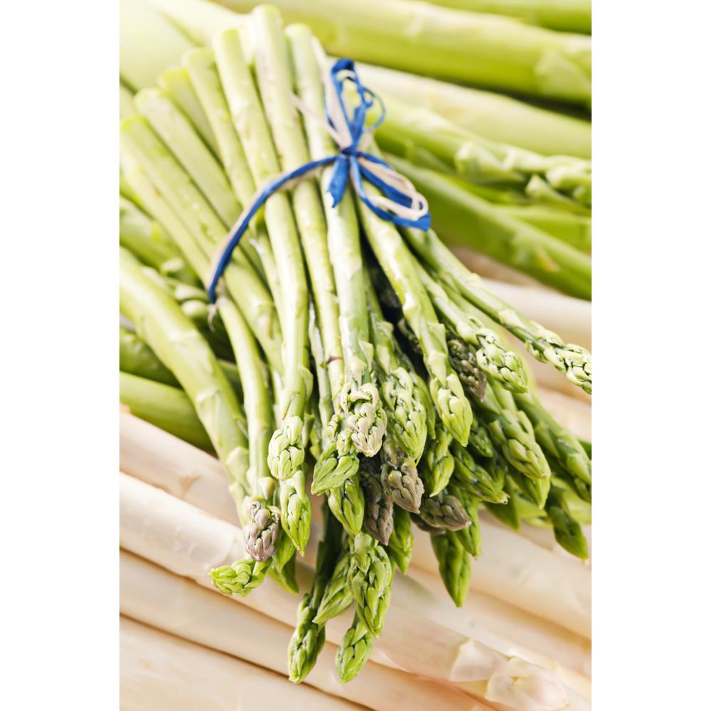 GMO Free Asparagus Jersey Giant Set of 12 Roots 8962318 HSN