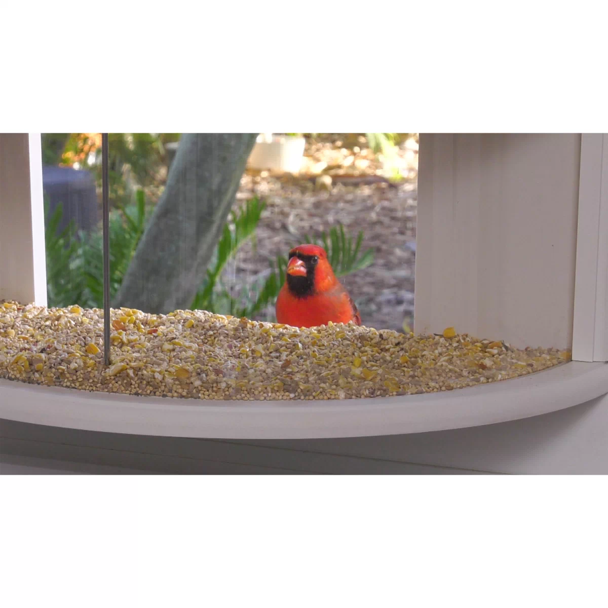 Improvements 180 Degree View Window Bird Feeder - 21654007 | HSN