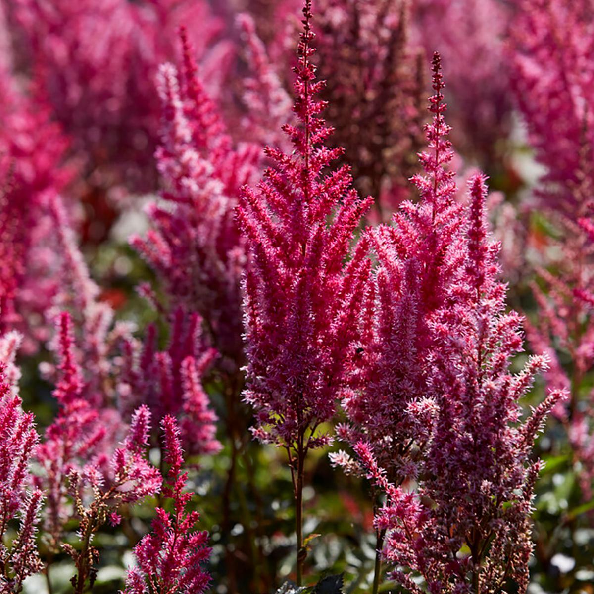 Van Zyverden Astilbe Mighty Chocolate Cherry Set of 3 Roots - 22757723 ...