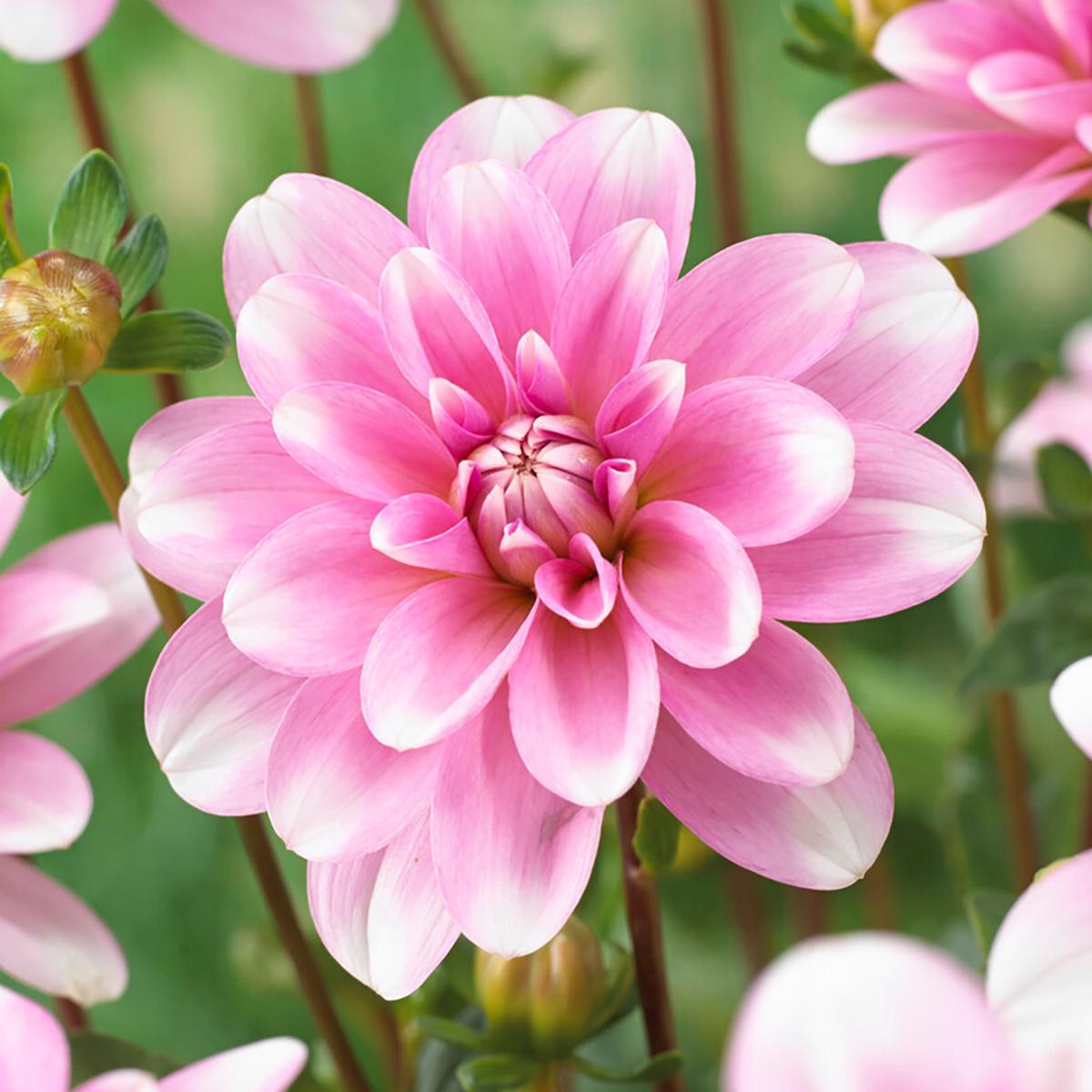 Van Zyverden Dahlias Perception Spectrum Blend Set of 5