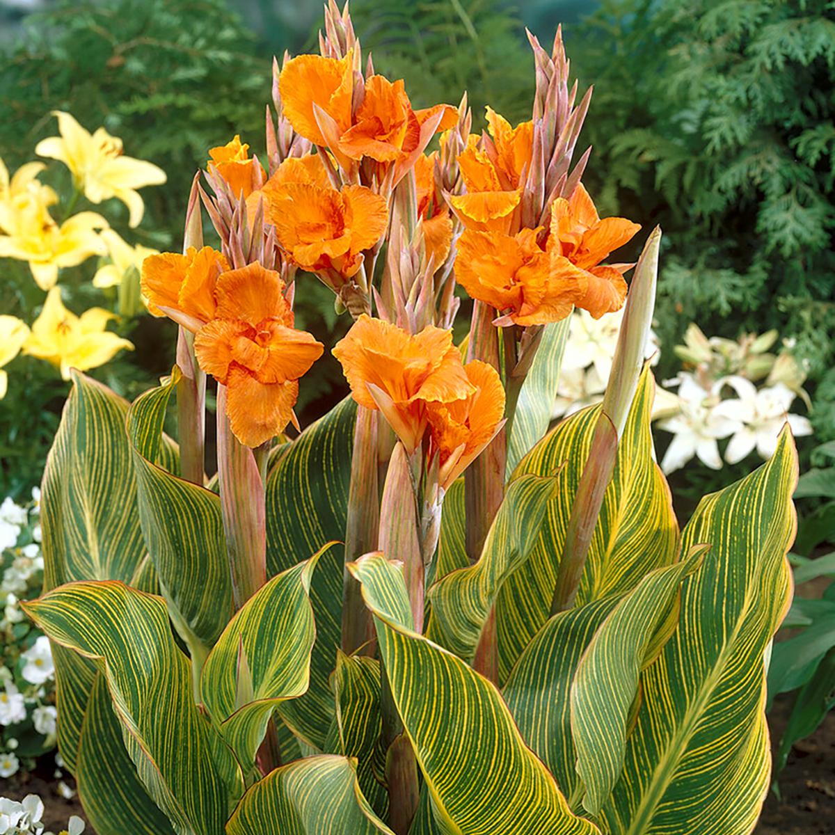 Van Zyverden Giant Cannas Striata Set of 3 Bulbs | HSN