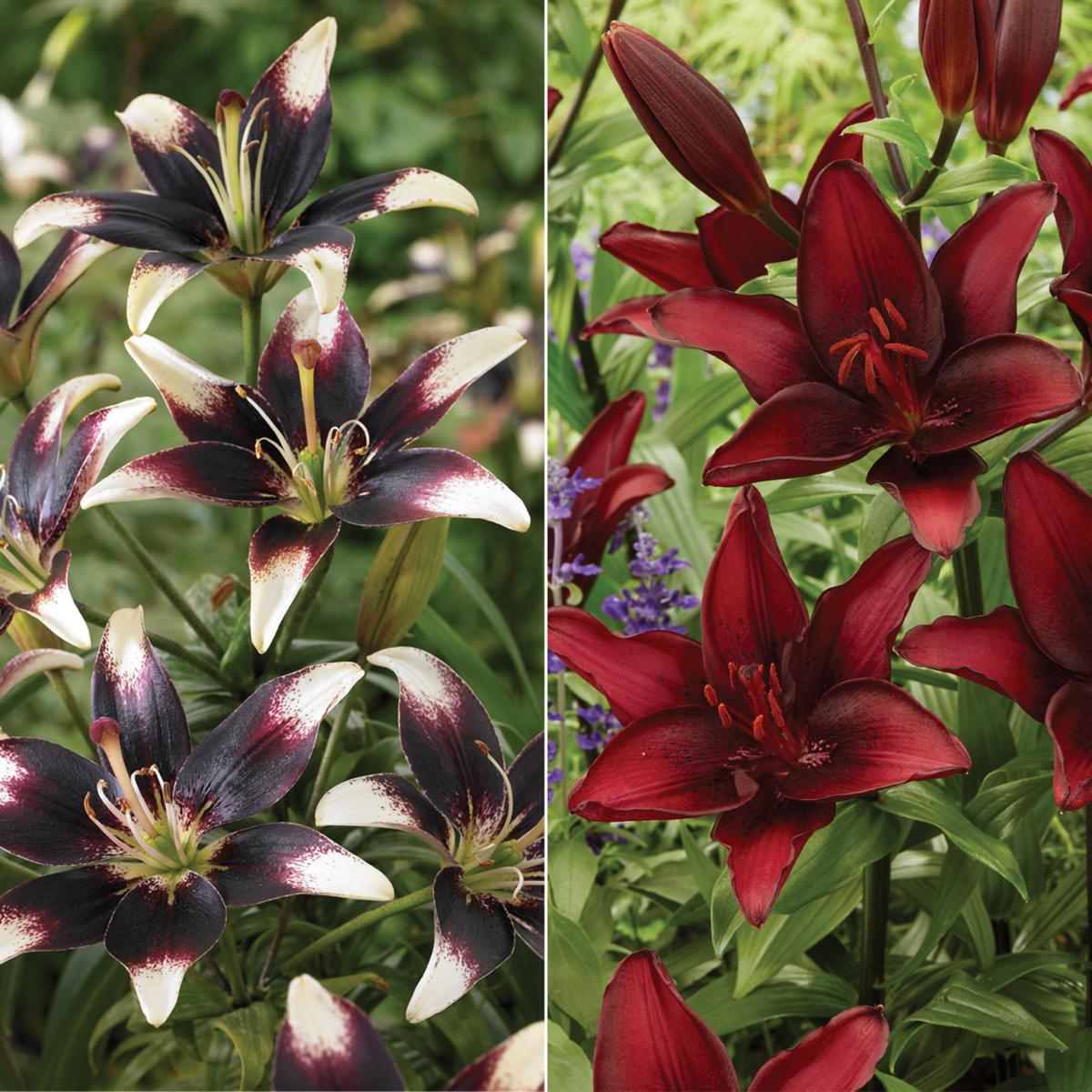 lilyです summer-flowering-lily-summer-
