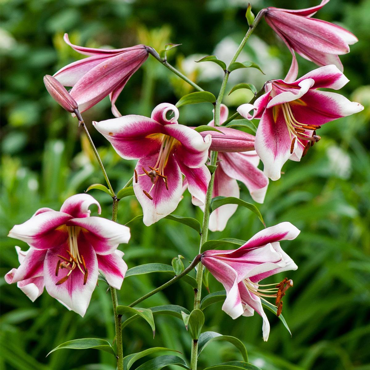 Van Zyverden Lilies Friso Set of 7 Bulbs | HSN