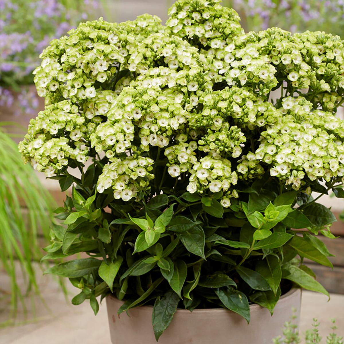 Van Zyverden Tall Phlox Orchid Green Set of 5 Roots | HSN