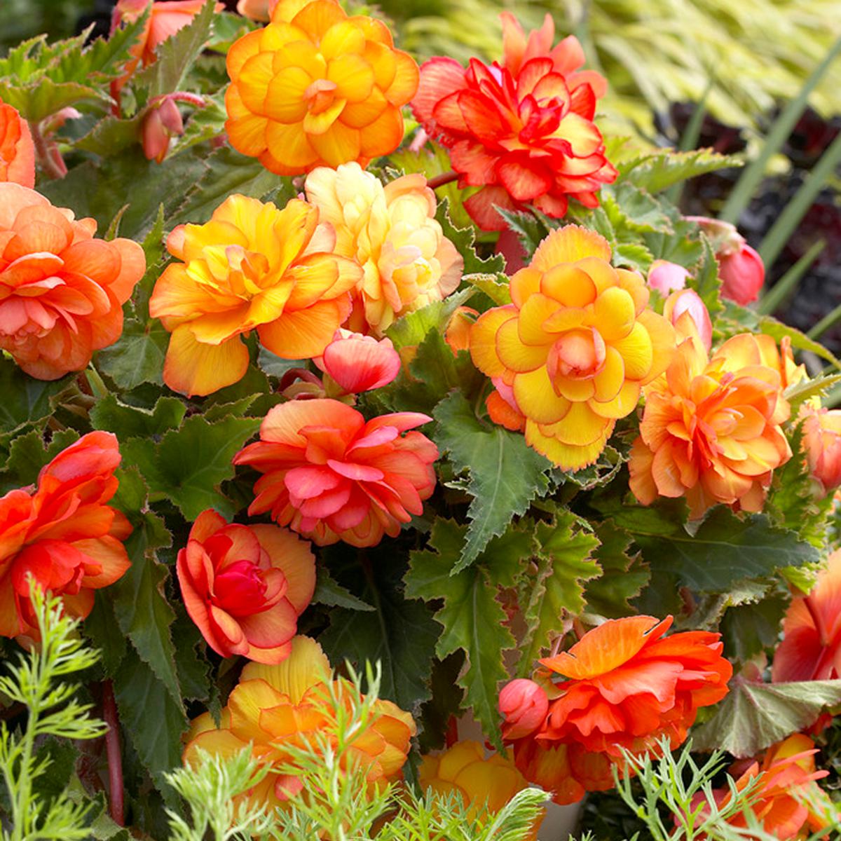 VanZyverden Begonia Patio Kit w/ Planter, Planting Medium and