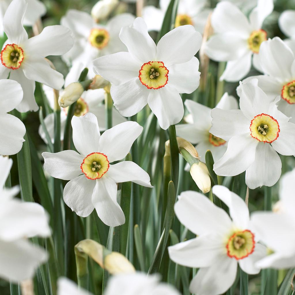 VanZyverden Daffodils Pheasant's Eye 12-piece Bulb Set